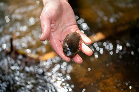 Freshwater pearl mussel (Margaritifera margaritifera), aufHand, Eifel, North Rhine-Westphalia,