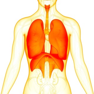 3D Illustration Concept of Human Respiratory System Lungs with Diaphragm Anatomy
