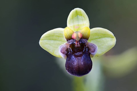 Drone orchid, Ophrys bombyliflora, Portugal, Europe