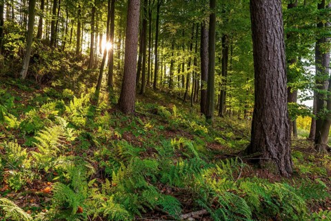 Sunbeams break through a dense forest with mixed trees and illuminate ferns on the ground, Lügde,