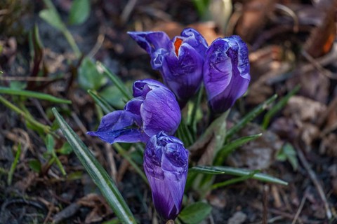 Violet crocuses still partially closed in a garden soil, Weseke, Borken, Westphalia, Germany,