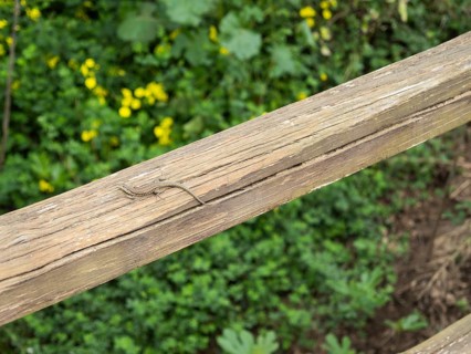 Lizard on a wooden beam, near Arzachena, Sardinia, Italy, Europe