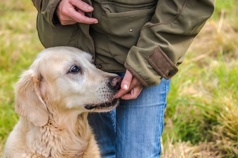 Detail eines älteren Golden Retrievers, der ein Leckerli bekommt