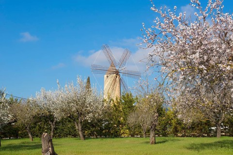 Restaurant in windmill, Santa Maria del Cami, Majorca, Balearic Islands, Spain, almond blossom,