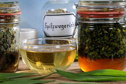 Ribwort plantain (Plantago lanceolata), cup of ribwort tea, ribwort honey, honey