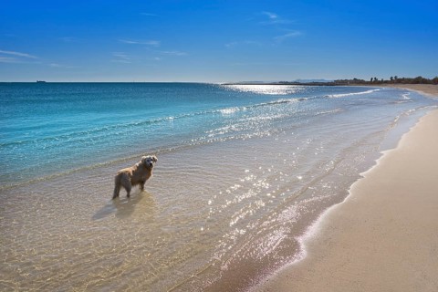 Pinedo dogs beach in Valencia at Mediterranean sea of Spain