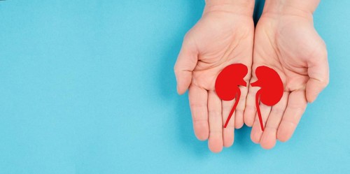 Hands holding a kidney, paper cut out, world kidney day, health problems, organ transplantation,