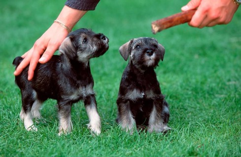 Miniature Schnauzer, Pepper-and-Salt, Puppies, 7 weeks, Initial Training
