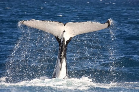 Humpback whale fluke diving, Hervey Bay, Queensland
