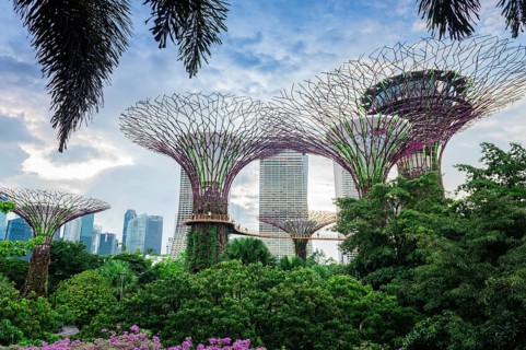 View of some of the Supertrees in the Garden by the Bay, Singapore, Republic of Singapore, Asia