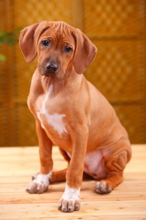 Rhodesian Ridgeback, puppy, 10 weeks