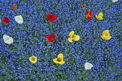 Blooming tulips, Tulipa, with blue forget-me-nots Myosotis sylvatica, Botanical Garden, Villa