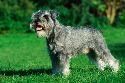 Miniature Schnauzer, Pepper-and-Salt