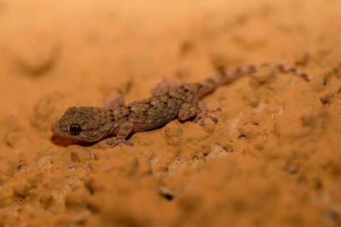 A 3 cm long juvenile of the wall gecko at night on the wall in side view