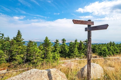 Wooden sign showing different directions on the top of a hill with pine trees