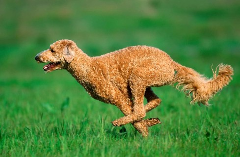 Large Poodle, apricot, shorn, King Poodle, lateral