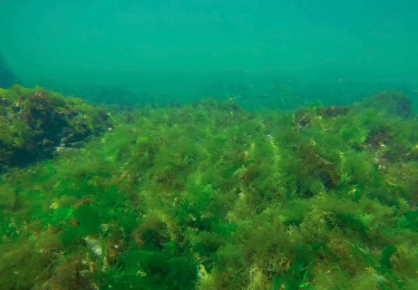 Rock reef covered with green algae Sea Lettuces (Ulva maeotica) in Black sea, Odessa, Ukraine,