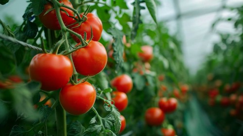Ripe red tomatoes (Lycopersicon esculentum) growing on a vine in a green indoor greenhouse