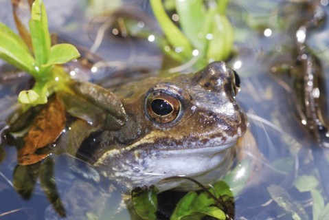 Grass frog lying in the water