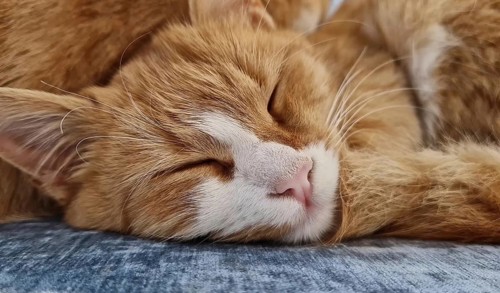 Closeup sleepy orange kitten takes a nap indoors on the sofa. Little ginger cat waking up from