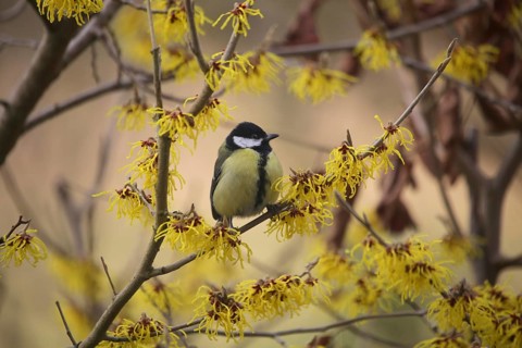 Great tit (Parus major) on witch hazel