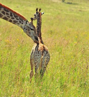 Female Giraffe in Africa with a calf
