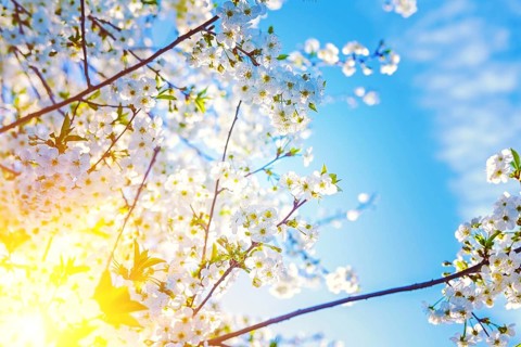 Sun translucent through twigs of cherry tree floral background instagram stile