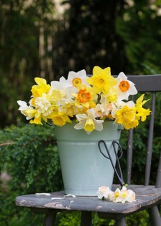 Spring bouquet of fresh colourful daffodils (Narcissus) flowers in a green enamel bucket on a