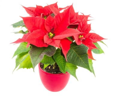Isolated poinsettia (Euphorbia pulcherrima) flower