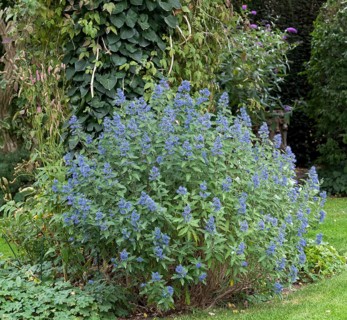 Bearded flower (Caryopteris × clandonensis BLUE BALLOON)