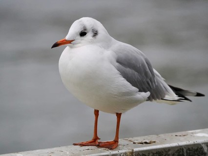Seagull (Larinae), close-up, blurred background, Cologne, Germany, Europe