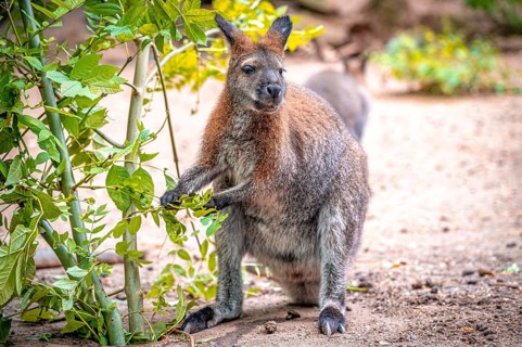 A kangaroo (Macropodidae) stands on the ground and eats green leaves. The environment is natural