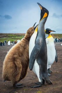 King penguins (Aptenodytes patagonicus), juvenile begging for food, Volunteer Point, Falkland