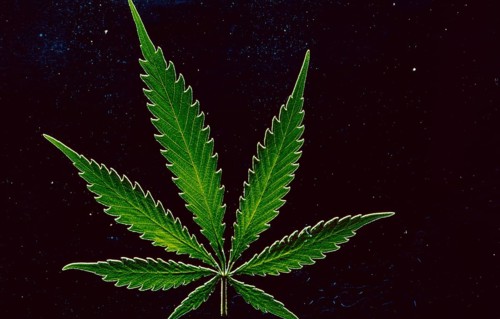 A hemp leaf (cannabis) with or without illegal THC (tetrahydrocanabinol) and legal CDB