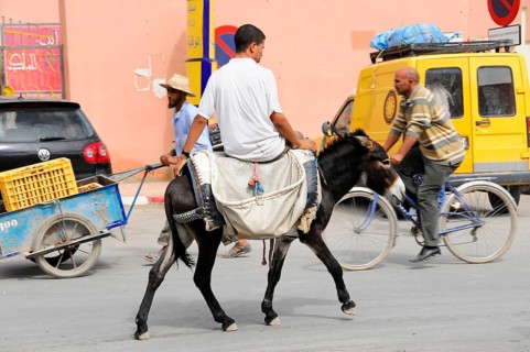 Rissani, Middle Atlas, Rissani, Morocco, A man rides a donkey on a road next to other road users,