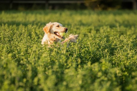 Golden Retriever in the farmland fodder, fetching the tennis ball that was thrown that way
