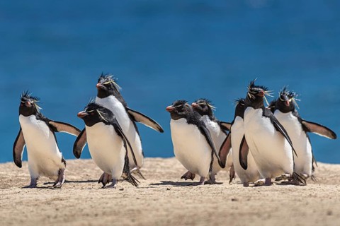 Rockhopper penguins (Eudyptes chrysocome) on the way to their colony, Pebble Island, Falkland