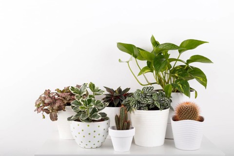 Houseplants peperomia fittonia golden pothos cactus in white modern flowerpots
