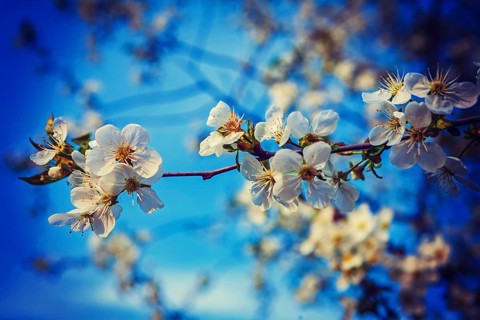 White flowers of blossoming cherry tree floral background instagram stile