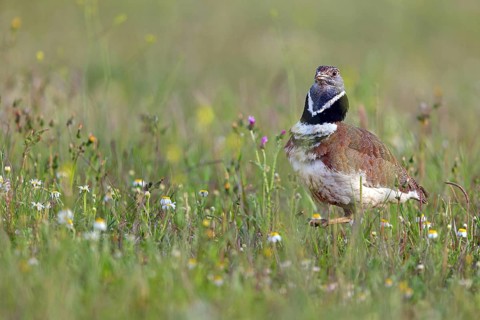 Little bustard (Tetrax tetrax) Outarde canepetière, Sisón Común, Hides De Calera / Great Bustard,
