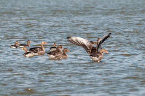 Grey geese in the nature reserve