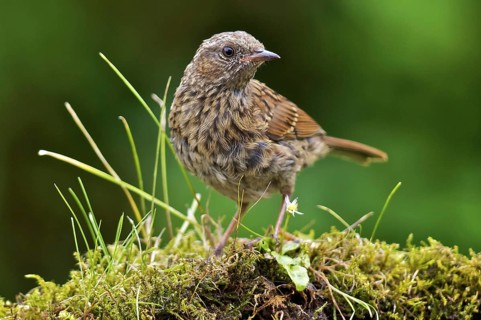 Hedge Accentor