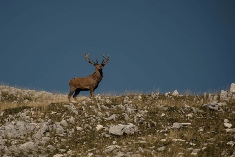 Cervus elaphus, Abruzzo National Park, Italy, Europe