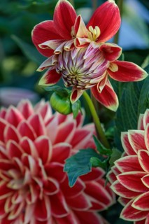 Close-up of a half-open dahlia next to a fully open flower, Legden, Münsterland, Germany, Europe