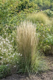 Striped riding grass (Calamagrostis × acutiflora 'Overdam'), Merkel family, Veitshöchheim, Bavaria,