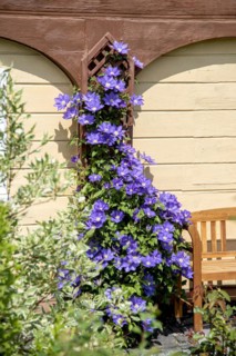 Clematis 'The President', Anchers Havecenter, Ebersbach, Saxony, Germany, Europe