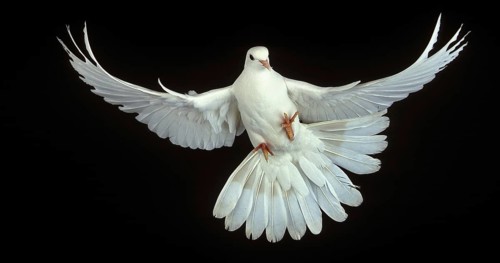 White Dove (columba livia), Adult in Flight against Black Background