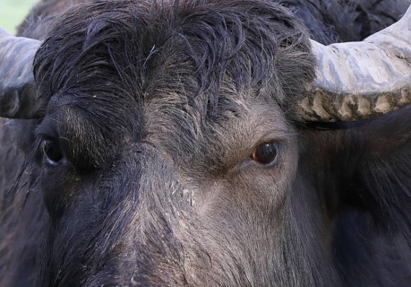 Water buffalo (Bubalus arnee) detail, eyes, Burghausen, Upper Bavaria, Bavaria, Germany, Europe