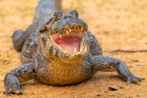 Spectacled caiman (Caiman crocodilus yacara), Crocodile (Alligatoridae), crocodile (Crocodylia),