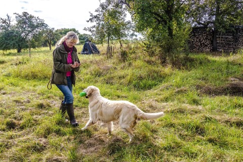 Dog trainer trains a golden Retriever on a meadow in autumn